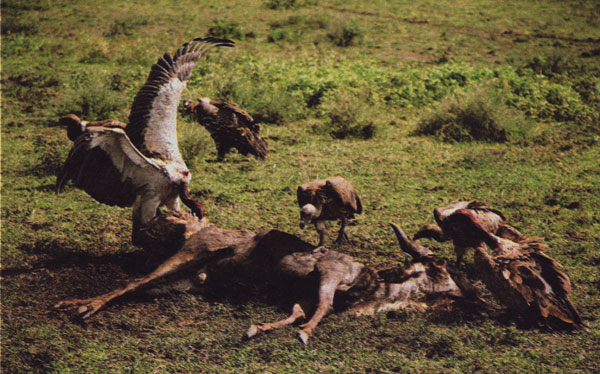 Buitres en el Serengeti