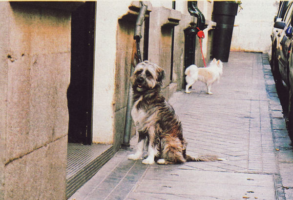Los perros que esperan Los perros que esperan