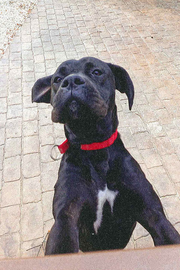 Soberbia canina