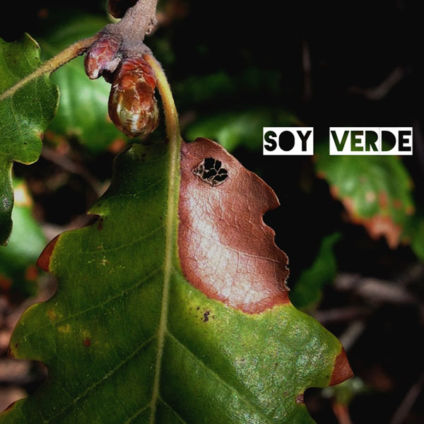 Soy verde