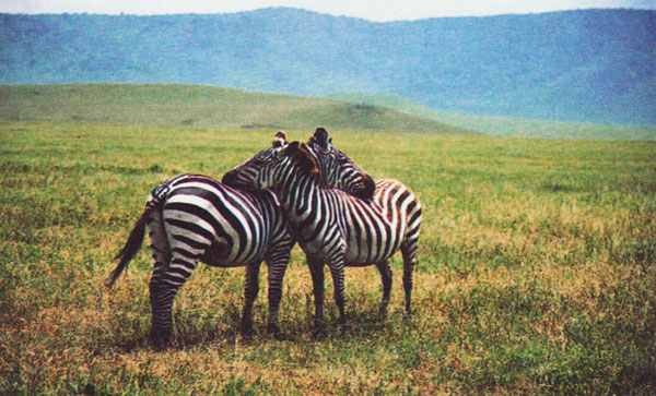 Zebras